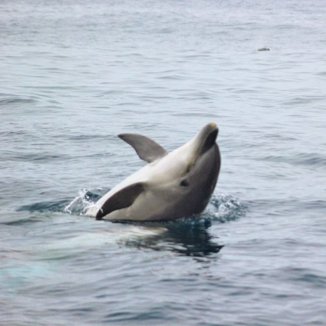 Dolphin Watching and Local Caves - Searching for dolphins off Salema Beach