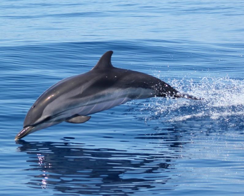 Dolphin Watching and Local Caves - Is $70 a fair price?