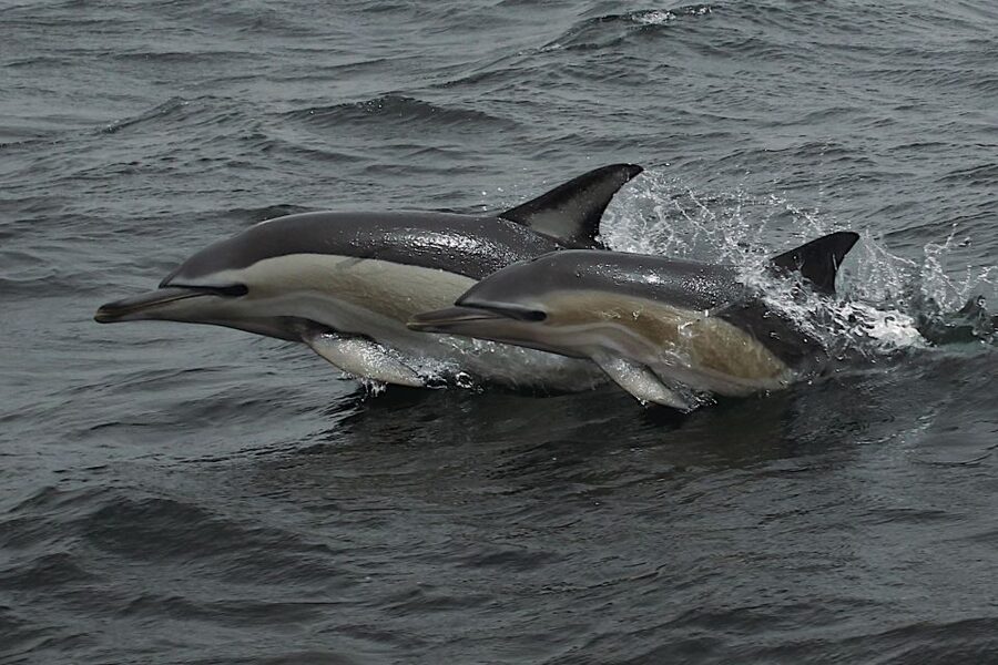 Dolphin Watching and Local Caves - When sea conditions change the plan