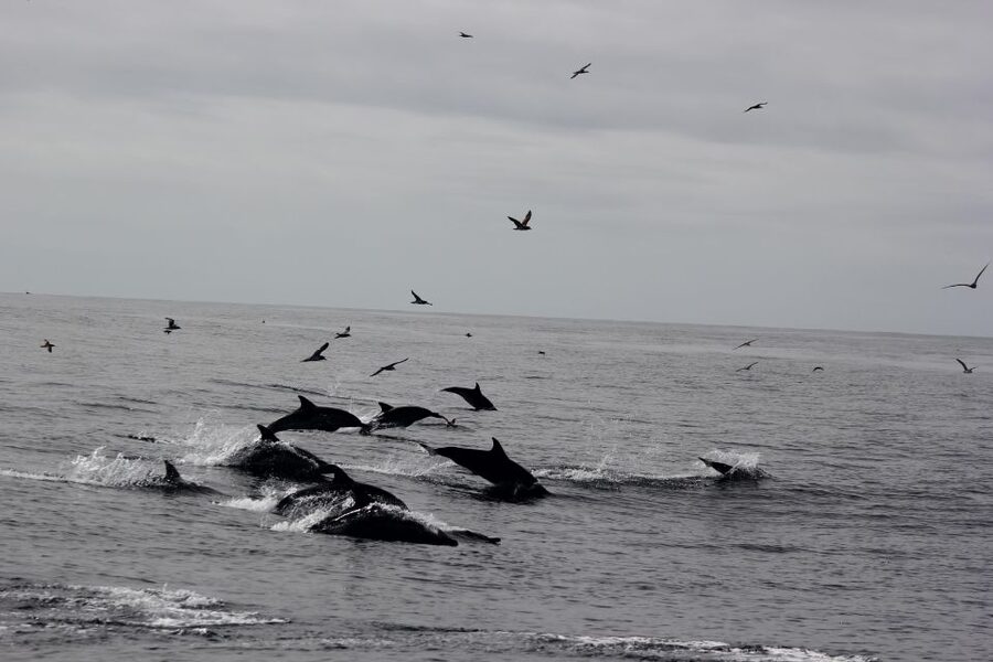 Dolphin Watching and Local Caves - Who should book this experience?
