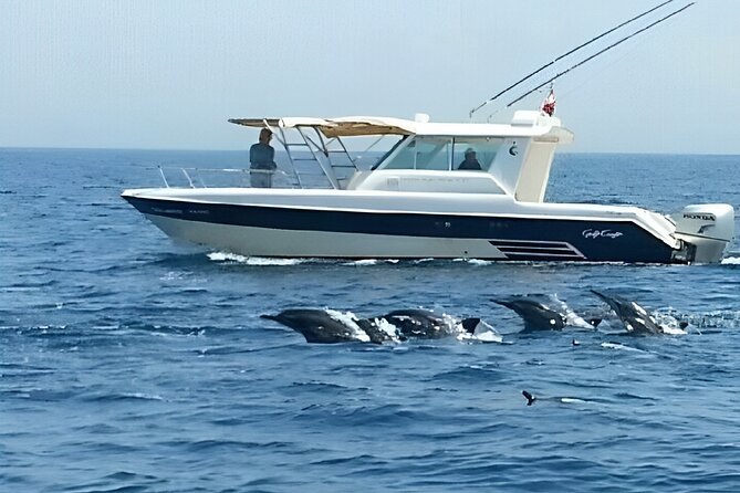 Dolphin Watching and Snorkeling Activity in Muscat - The timing question you should settle early
