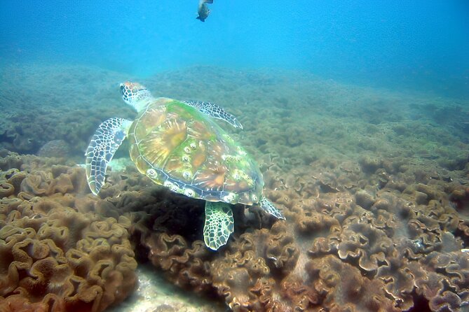 Dolphin Watching and Snorkeling Activity in Muscat - Coral beds, tropical fish, and possible sea turtles