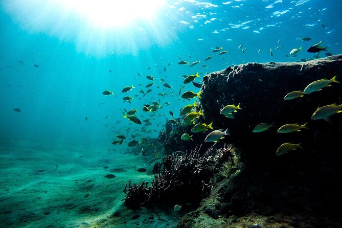 Dolphin Watching and Snorkeling Adventure in Key West - Birdlife and the wider backcountry