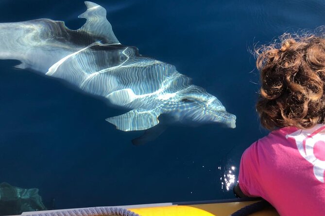 Dolphin watching and snorkeling in Figarolo - Key points to know before booking
