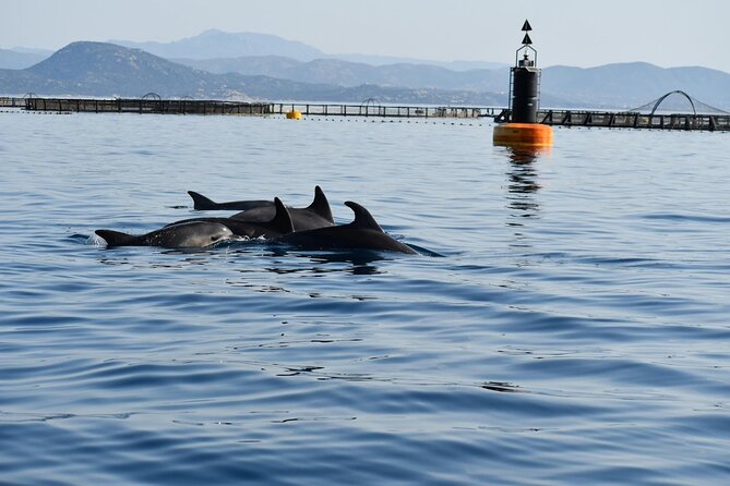 Dolphin watching and snorkeling in Figarolo - Figarolo Island and the final swim