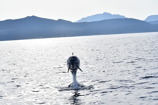 Dolphin watching and snorkeling in Figarolo - Is $84.10 a fair price?