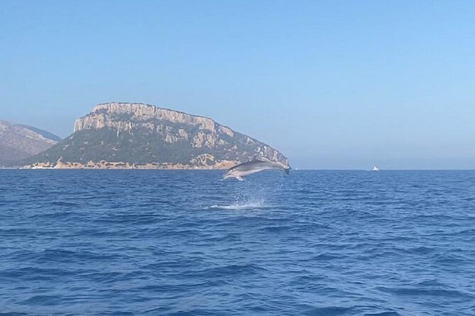 Dolphin Watching and Snorkeling in Figarolo in Sardinia - Key things to know before you book