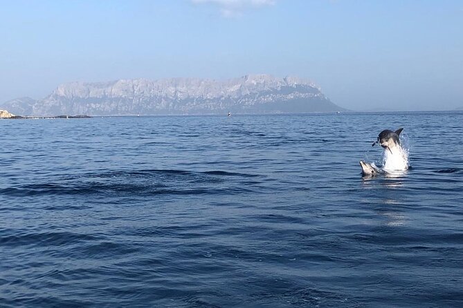 Dolphin Watching and Snorkeling in Figarolo in Sardinia - Figarolo Island from the water