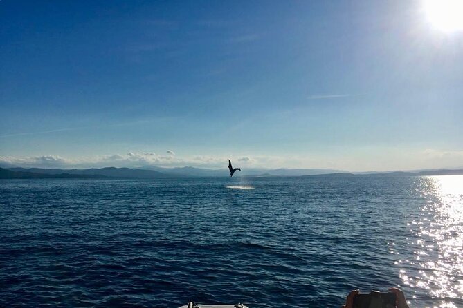 Dolphin Watching and Snorkeling in Figarolo in Sardinia - Practical ways to enjoy the trip