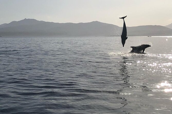 Dolphin watching and snorkeling in Figarolo - Cala Greca and Cala Moresca: short stops with a purpose