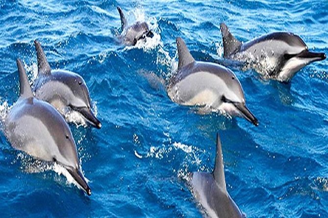 Dolphin Watching and Snorkeling Tour from Muscat - Leaving Muscat for the open water