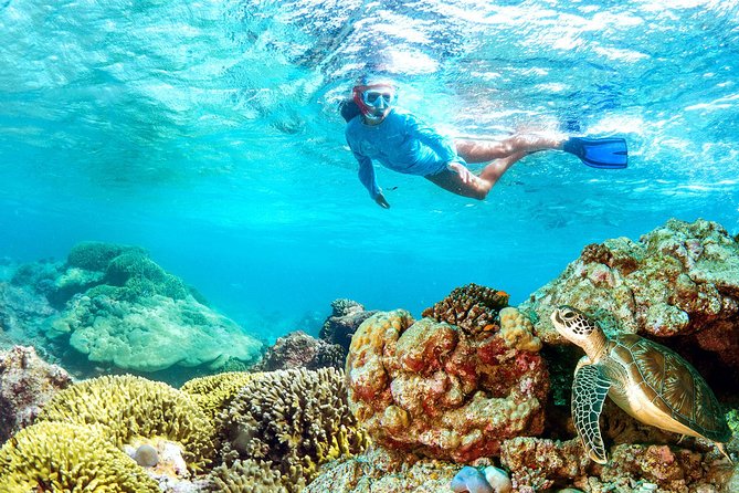 Dolphin Watching and Snorkeling Tour from Muscat - Is $94 good value from Muscat?