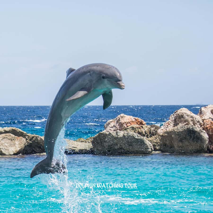 Dolphin Watching and Snorkeling Tour with Hotel Transfers - Key points to know before you go