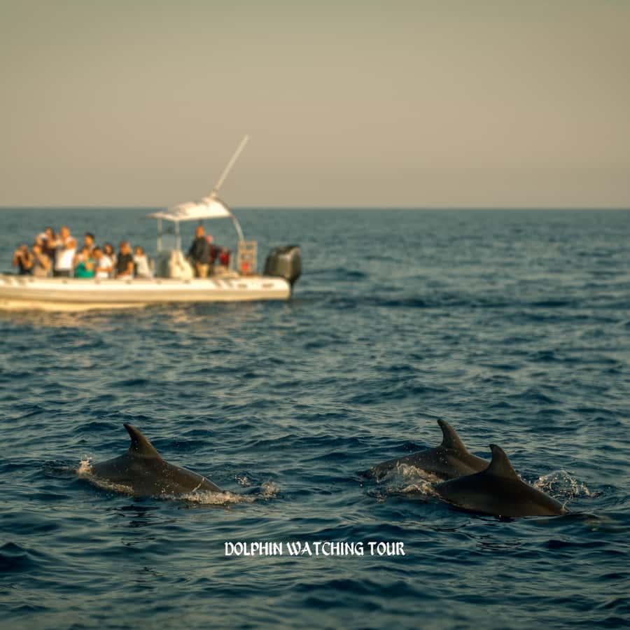 Dolphin Watching and Snorkeling Tour with Hotel Transfers - Looking for wild dolphins