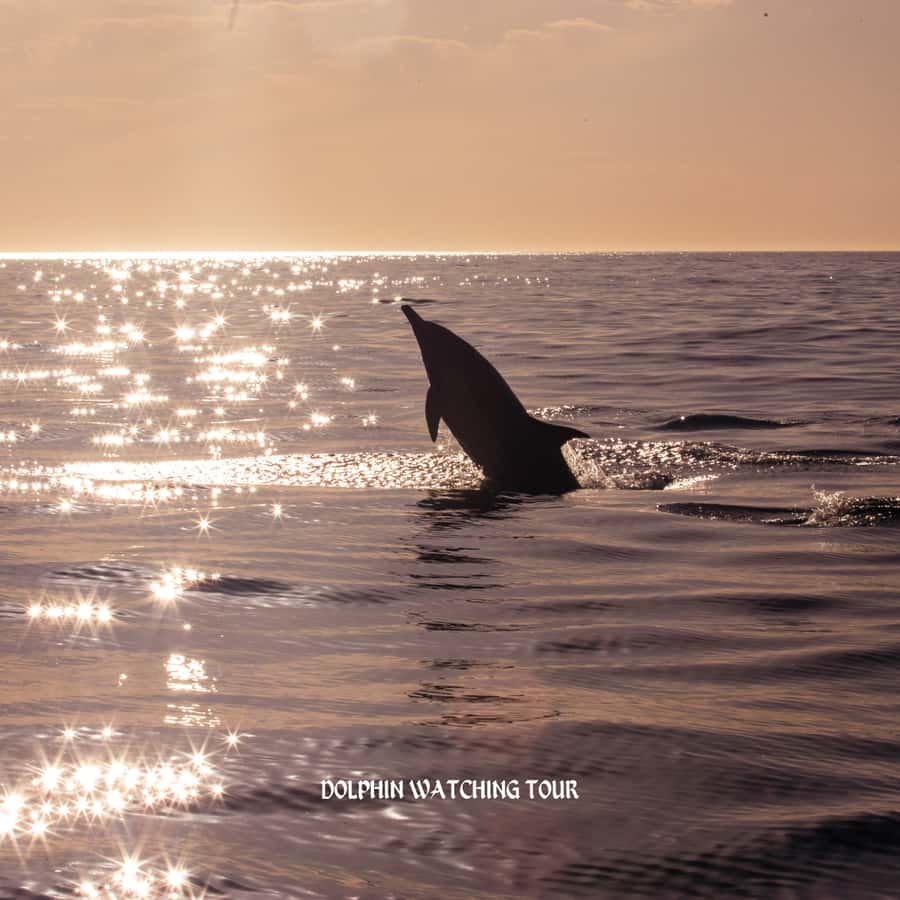 Dolphin Watching and Snorkeling Tour with Hotel Transfers - Returning through Muscat after the sea trip