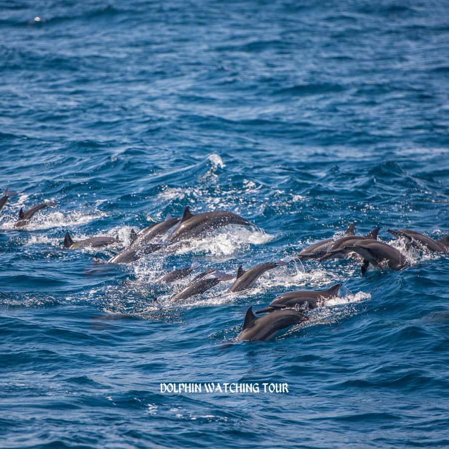Dolphin Watching and Snorkeling Tour with Hotel Transfers - Practical tips for a smoother boat trip