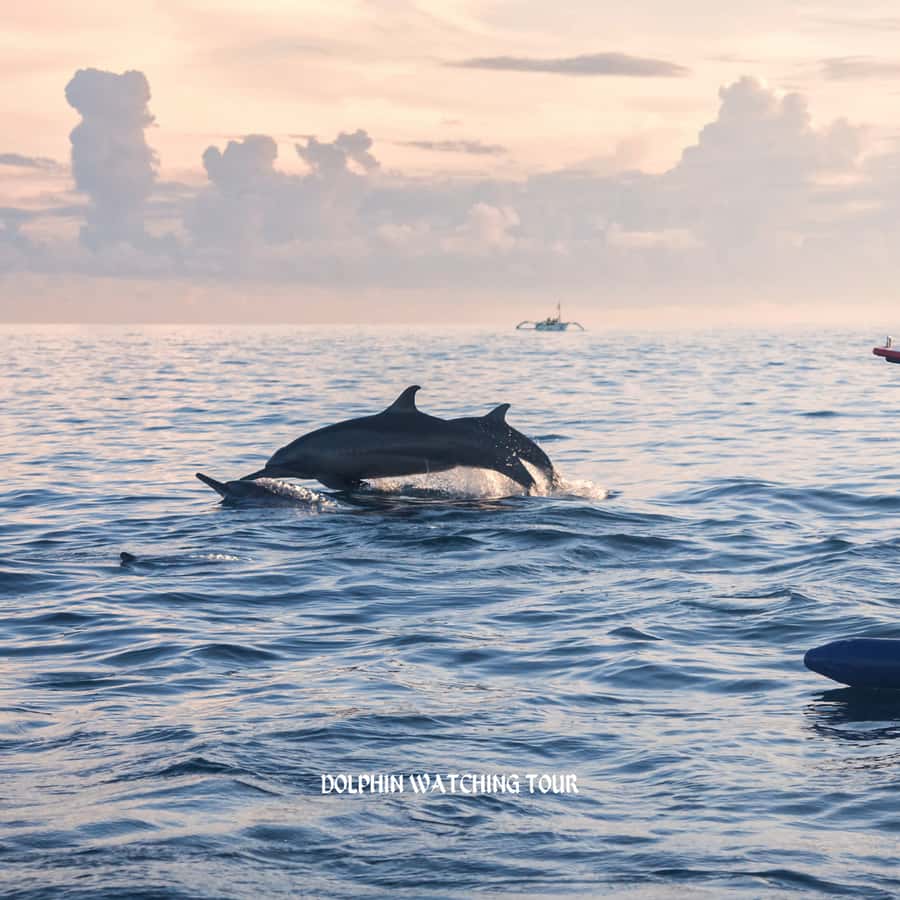 Dolphin Watching and Snorkeling Tour with Hotel Transfers - Three hours around Oman’s Gulf coast