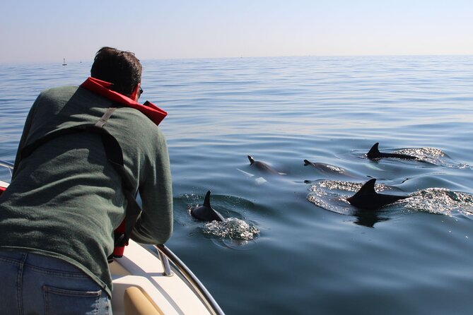 Dolphin watching and wildlife from Faro - Key points at a glance