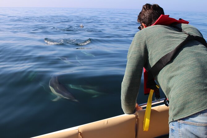 Dolphin watching and wildlife from Faro - Starting at Faro Marina at 8:45 am