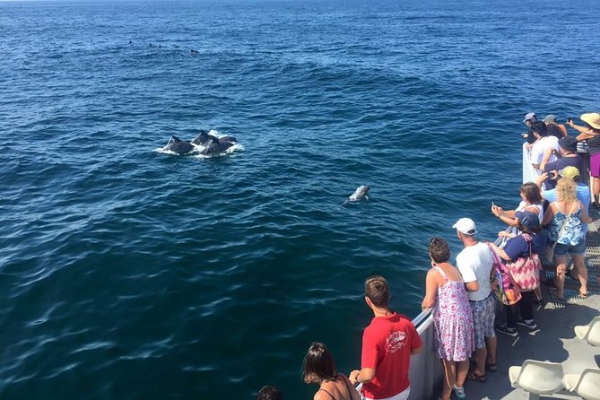 Dolphin Watching around Cape May - Key points to know before you book