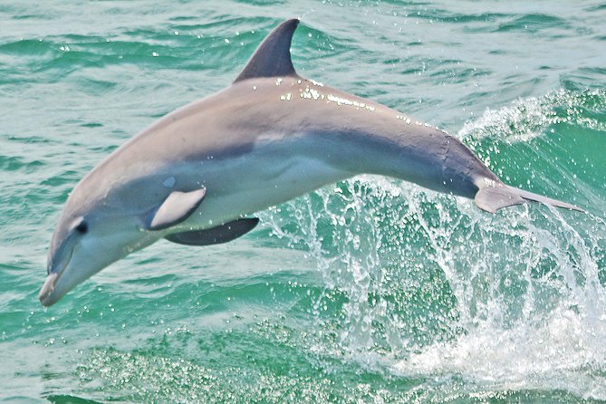 Dolphin Watching around Cape May - Why this Cape May dolphin cruise is worth considering
