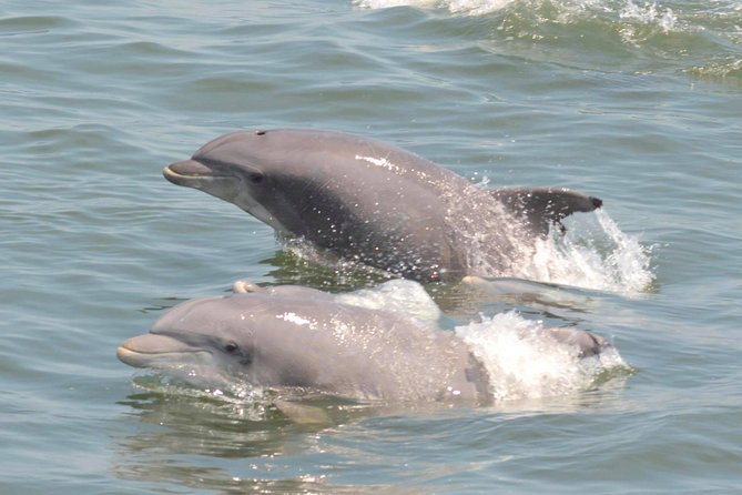 Dolphin Watching around Cape May - Commentary from Captain Jeff and the crew
