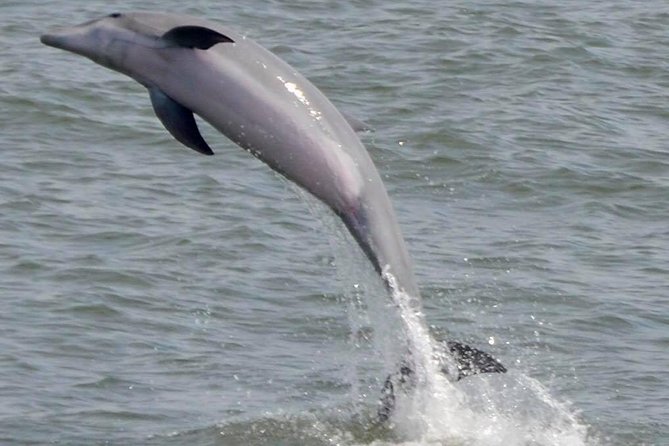 Dolphin Watching around Cape May - Higbee Beach and the 1,000-acre nature preserve