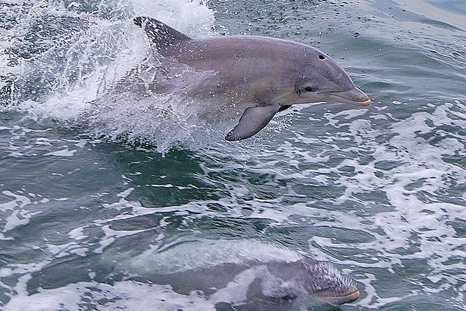 Dolphin Watching around Cape May - Is $45 a fair price?