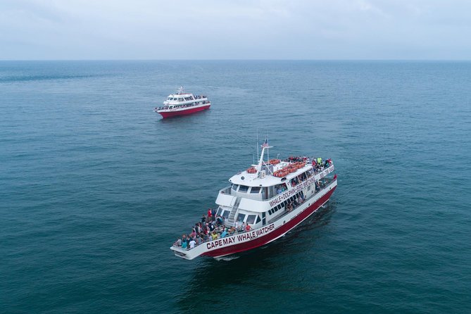 Dolphin Watching around Cape May - Who will enjoy this trip most?
