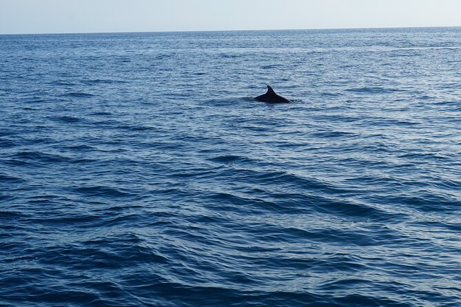 Dolphin Watching around Poreč Riviera with Boat Trip - Searching the Poreč Riviera for Dolphins