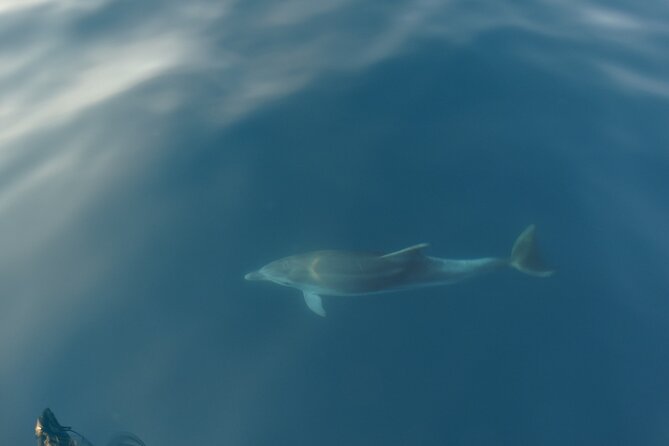 Dolphin Watching around Poreč Riviera with Boat Trip - Drinks, Views, and What to Bring