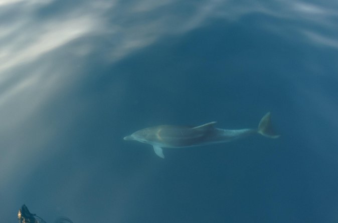 Dolphin Watching around Poreč Riviera with Boat Trip - Who Will Enjoy the Fjera Cruise Most?