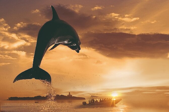 Dolphin Watching at Dawn in Alcúdia - Key points at a glance