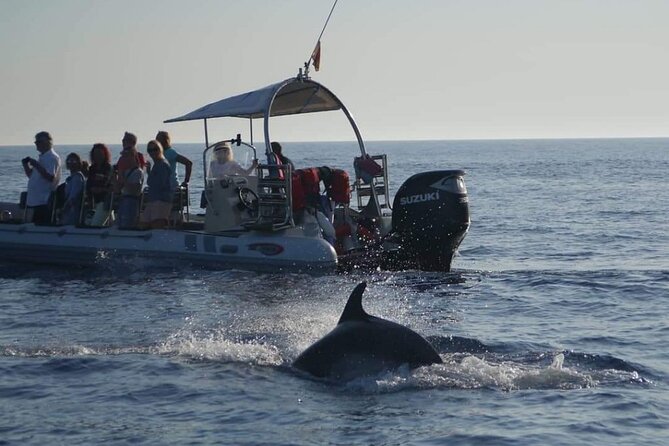 Dolphin Watching at Dawn in Alcúdia - Why a dawn departure works so well