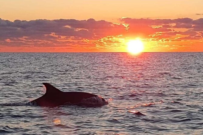 Dolphin Watching at Dawn in Alcúdia - Cruising toward Cape Formentor