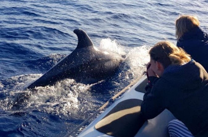 Dolphin Watching at Dawn in Alcúdia - Es Coll Baix adds a welcome break