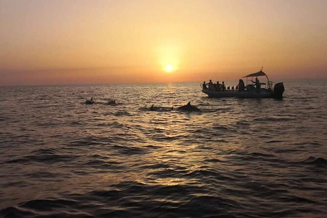 Dolphin Watching at Dawn in Alcúdia - What the $102.84 price gets you