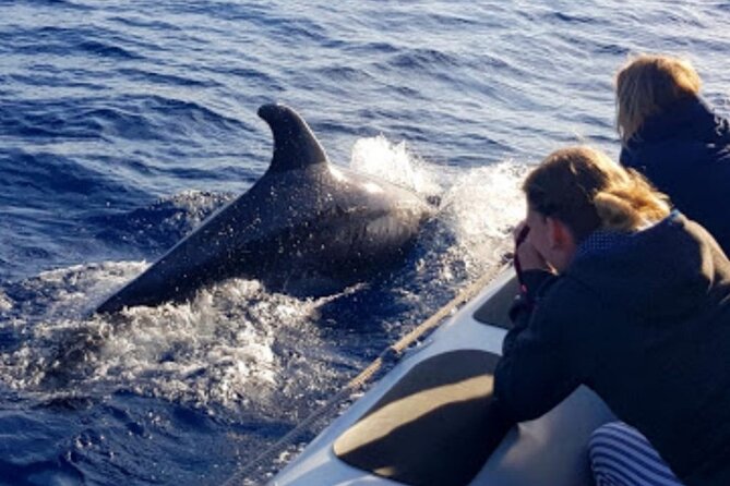 Dolphin Watching at Dawn in Alcúdia - Getting to the correct boat before sunrise
