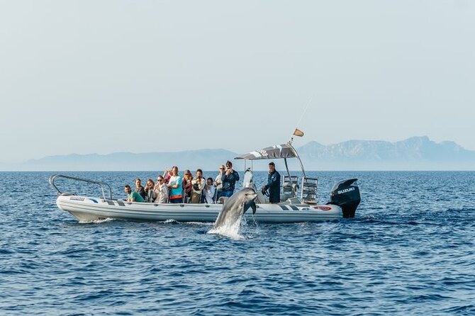 Dolphin Watching at Dawn in Alcúdia - Who will enjoy this Alcúdia cruise?