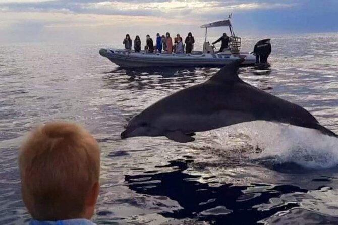 Dolphin Watching at Dawn in Alcúdia - Weather, cancellation, and planning details