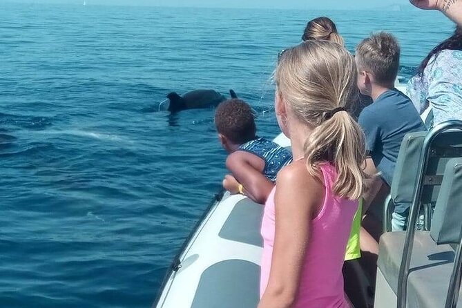 Dolphin Watching at Dawn in Alcúdia - A small boat changes the feel of the trip