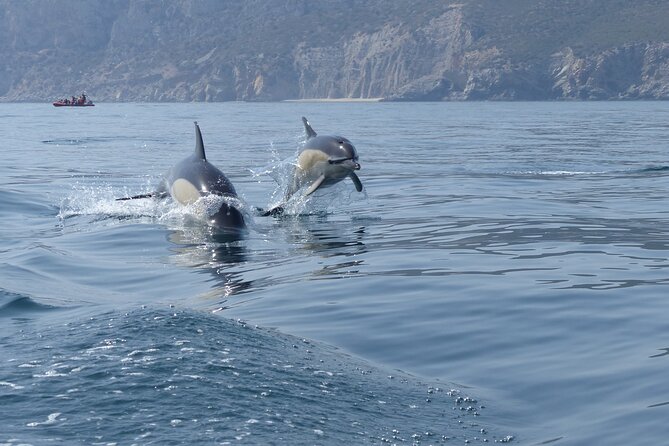 Dolphin Watching at the Arrabida (Lisbon region) - Why Arrábida Marine Park matters