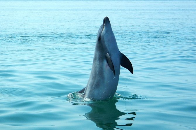 Dolphin Watching at the Arrabida (Lisbon region) - Watching dolphins without a fixed script