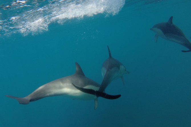 Dolphin Watching at the Arrabida (Lisbon region) - Returning past cliffs and isolated beaches