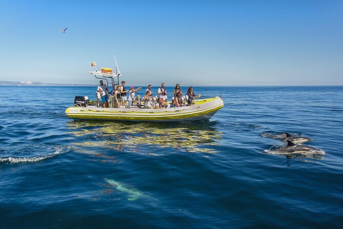 Dolphin Watching at the Arrabida (Lisbon region) - Is the $60.07 price fair?