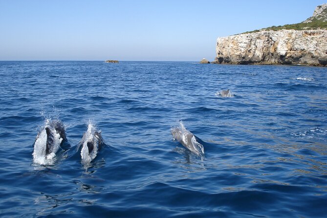 Dolphin Watching at the Arrabida (Lisbon region) - Timing, group size, and practical planning