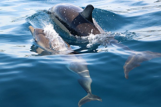 Dolphin Watching at the Arrabida (Lisbon region) - Who will enjoy this Arrábida boat trip?