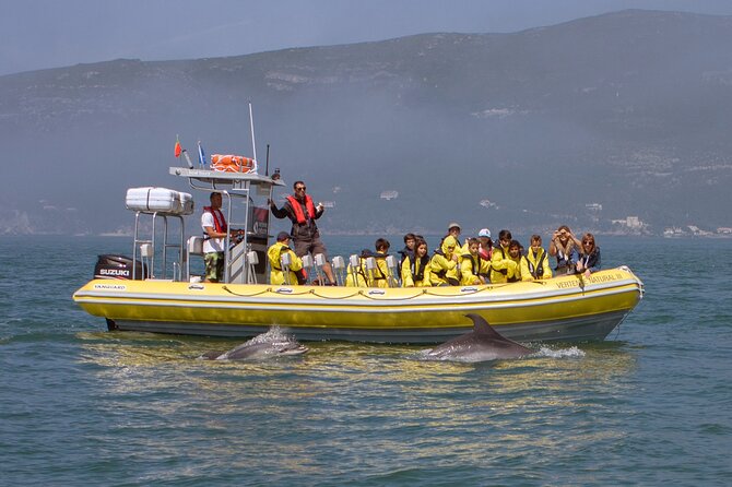 Dolphin Watching at the Arrabida (Lisbon region) - From Lisbon to Sesimbra