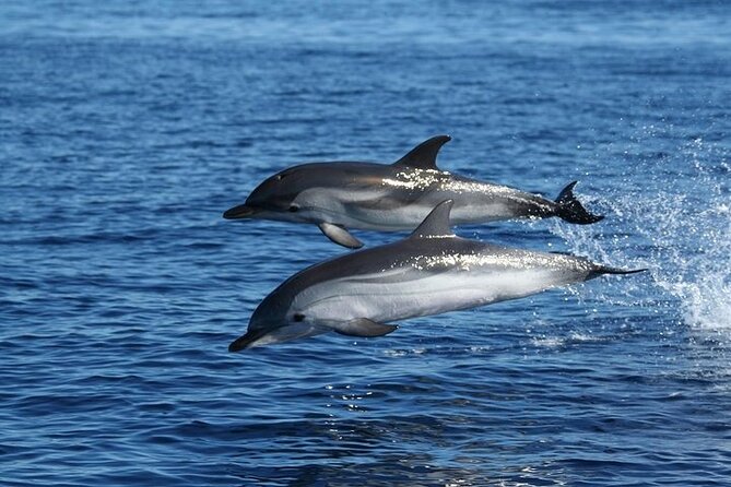 Dolphin Watching Boat Excursion to Figarolo Island from Olbia - Quick take: what makes this trip worth considering