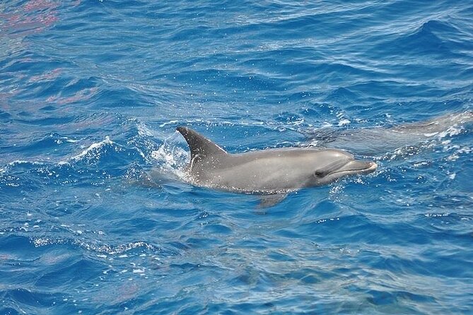 Dolphin Watching Boat Excursion to Figarolo Island from Olbia - Setting out from Marina di Olbia